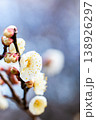 早春の咲き始めた清楚な白梅 138926297
