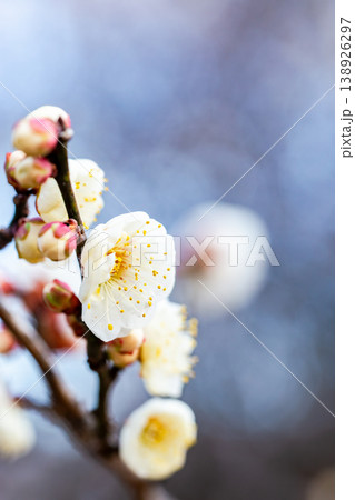 早春の咲き始めた清楚な白梅 138926297