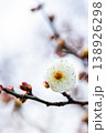 早春の咲き始めた清楚な白梅 138926298