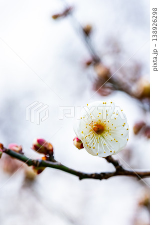 早春の咲き始めた清楚な白梅 138926298
