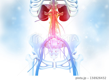 Human kidney with skelton on medical background 138926432