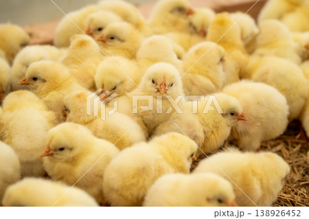 密集して身を寄せ合う可愛いヒヨコたち 養鶏場の雛鳥 密集して身を寄せ合う可愛いヒヨコたち 養鶏場の雛鳥 138926452