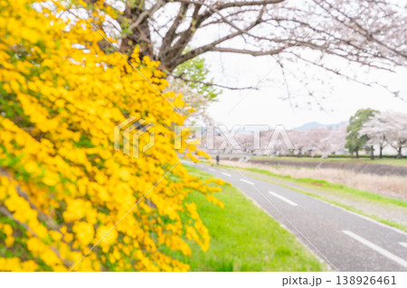 山吹が咲く桜並木の風景 山吹が咲く桜並木の風景 138926461