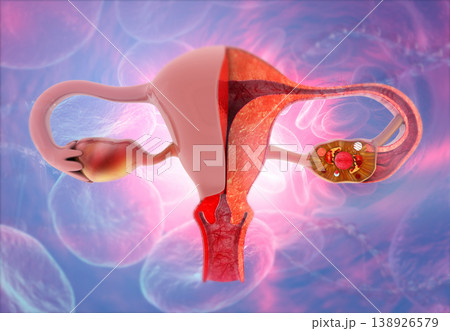 Human anatomy female reproductive system 138926579