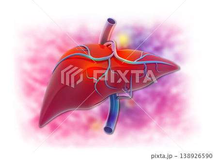 Human Digestive system Liver Anatomy 138926590