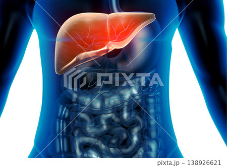 Human Digestive system Liver Anatomy Human Digestive system Liver Anatomy 138926621