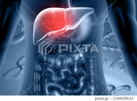 Human Digestive system Liver Anatomy Human Digestive system Liver Anatomy 138926622