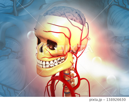 Human head anatomy on medical background 138926630
