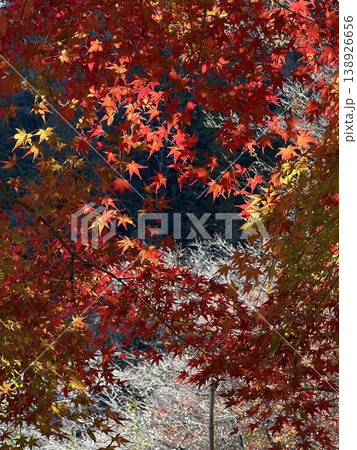真っ赤な紅葉 真っ赤な紅葉 138926656