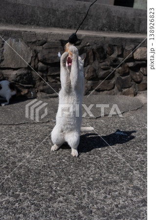 おもちゃで遊ぶ可愛い野良猫 138926823