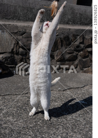おもちゃで遊ぶ可愛い野良猫 138926825
