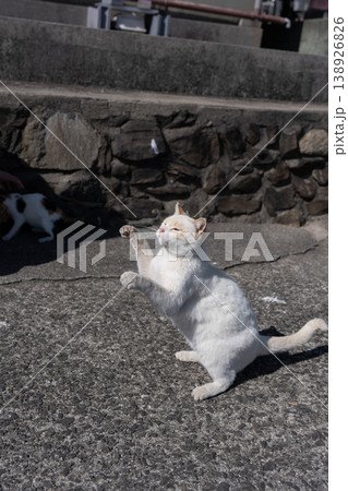 おもちゃで遊ぶ可愛い野良猫 おもちゃで遊ぶ可愛い野良猫 138926826