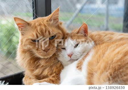 窓辺でくつろぐ二匹の猫 窓辺でくつろぐ二匹の猫 138926830