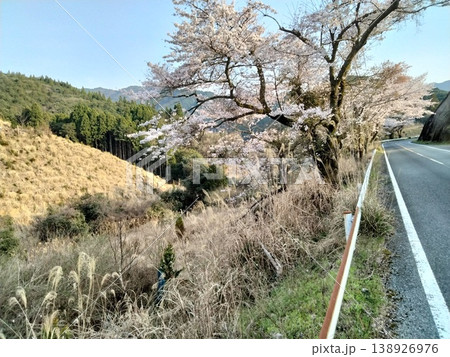 道路沿いに咲く桜 138926976