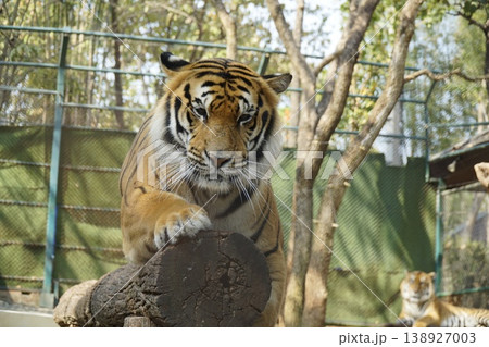 Tiger is standing on a log in a zoo enclosure Tiger is standing on a log in a zoo enclosure 138927003