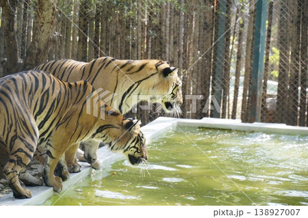 Two tigers are drinking water from a pool Two tigers are drinking water from a pool 138927007