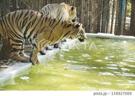 Two tigers are drinking water from a pool Two tigers are drinking water from a pool 138927009