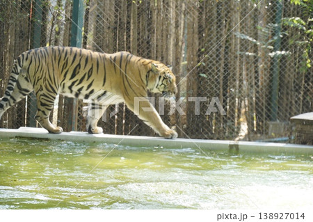 Tiger is walking across a ledge in a zoo enclosure 138927014