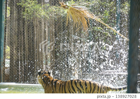 Tiger is playing in a pool of water 138927028