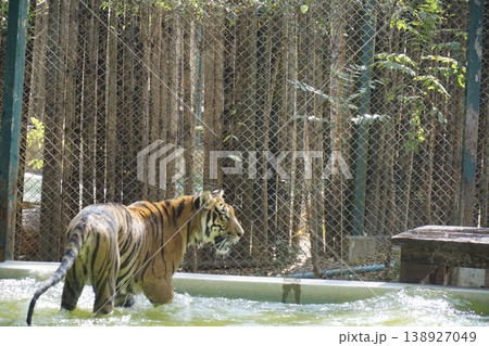Tiger is walking through a pool of water in a zoo enclosure Tiger is walking through a pool of water in a zoo enclosure 138927049