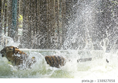 Two tigers are playing in a pool of water Two tigers are playing in a pool of water 138927058