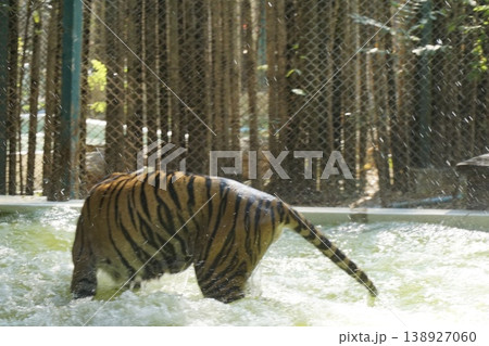 Tiger is swimming in a pool Tiger is swimming in a pool 138927060