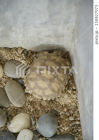 Small turtle is laying on a pile of rocks 138927073