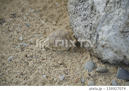 Small turtle is laying on the ground next to a large rock Small turtle is laying on the ground next to a large rock 138927074