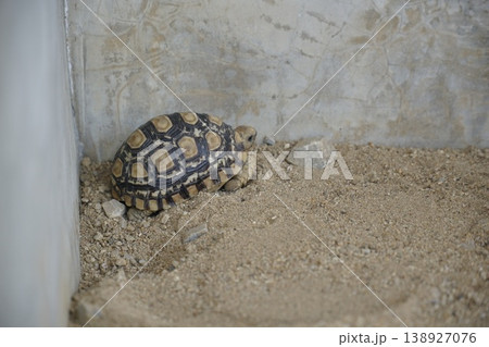 Small turtle is laying in the dirt Small turtle is laying in the dirt 138927076