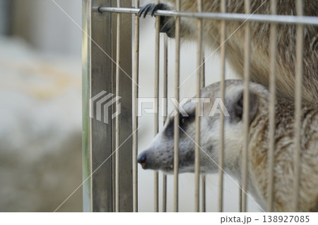 Baby animal is looking out of a cage 138927085