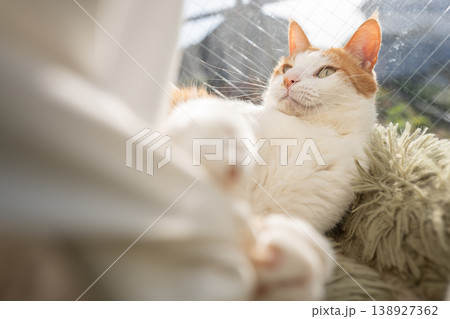 窓辺でくつろぐ猫 茶トラ白 窓辺でくつろぐ猫 茶トラ白 138927362