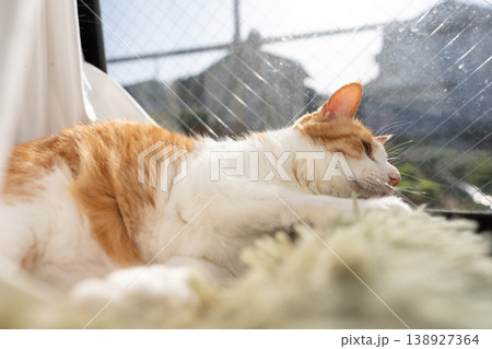 窓辺でくつろぐ猫 茶トラ白 窓辺でくつろぐ猫 茶トラ白 138927364