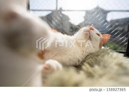 窓辺でくつろぐ猫 茶トラ白 窓辺でくつろぐ猫 茶トラ白 138927365