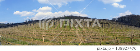 Orchard wird protection nets Orchard wird protection nets 138927470