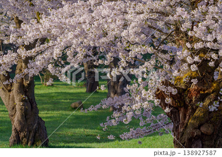 鶴ヶ城の桜 満開に咲く会津若松の春の風景 鶴ヶ城の桜 満開に咲く会津若松の春の風景 138927587