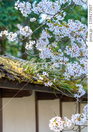 桜と日本家屋  春の花の風景 138927807