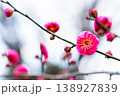 早春の咲き始めた清楚な紅梅 138927839