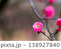 早春の咲き始めた清楚な紅梅 138927840