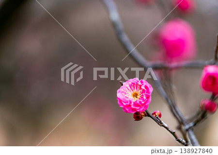 早春の咲き始めた清楚な紅梅 138927840