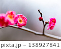 早春の咲き始めた清楚な紅梅 138927841