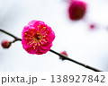 早春の咲き始めた清楚な紅梅 138927842