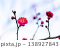 早春の咲き始めた清楚な紅梅 138927843