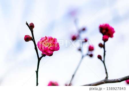 早春の咲き始めた清楚な紅梅 138927843
