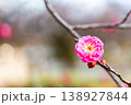 早春の咲き始めた清楚な紅梅 138927844