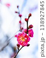 早春の咲き始めた清楚な紅梅 138927845