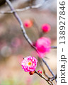 早春の咲き始めた清楚な紅梅 138927846
