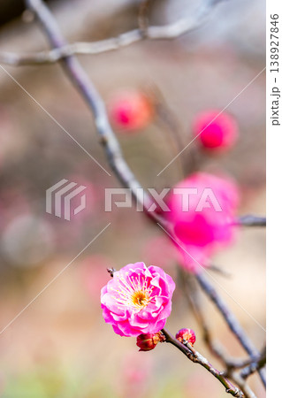 早春の咲き始めた清楚な紅梅 138927846