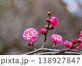 早春の咲き始めた清楚な紅梅 138927847