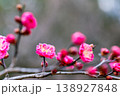 早春の咲き始めた清楚な紅梅 138927848