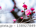 早春の咲き始めた清楚な紅梅 138927849